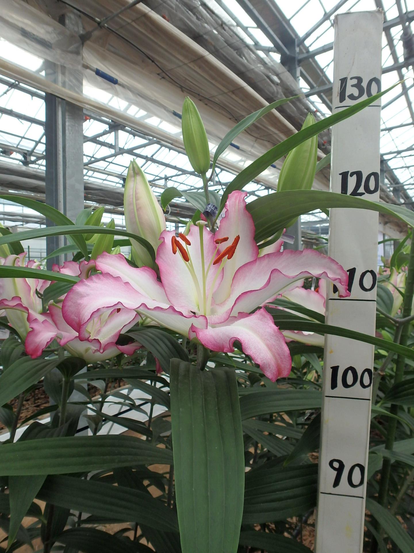 タッチミー